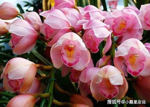 万丈光芒，良缘入怀 未来一个月感情与工作的新启程