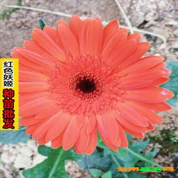 花与家具 色彩名称的巧妙融合