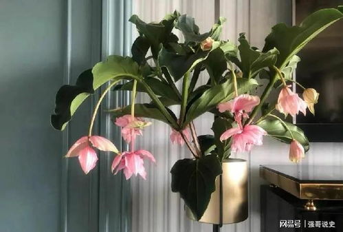 跌落民间的花皇后 粉嫩高雅如宫灯的花朵与家具美学