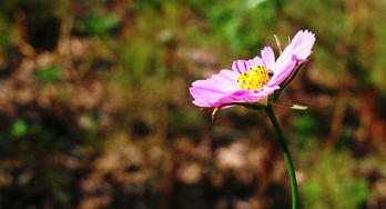 花卉与办公用品 营造舒适高效的工作环境