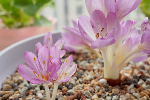 雨季花园中的酢浆草与家具