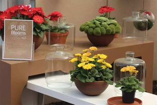 数字化赋能 软硬件技术提升零售花卉产品竞争力的策略